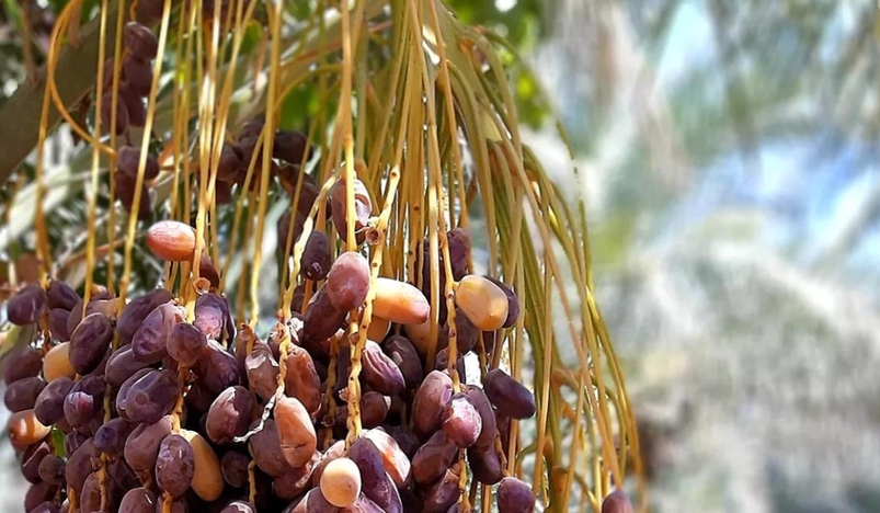 The Dates Festival Begins Today At Expo 2023 Doha